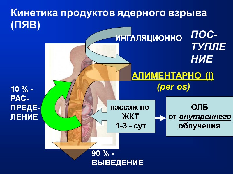 Кинетика продуктов ядерного взрыва (ПЯВ) АЛИМЕНТАРНО (!) (per os) ИНГАЛЯЦИОННО ПОС-ТУПЛЕНИЕ 90 % -